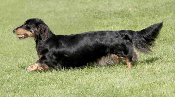 Wirehaired Dachshund, longhaired Dachshund,coat, flag tail, tail, terms